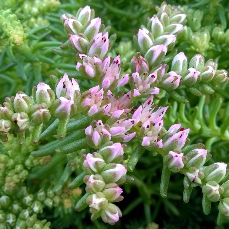Sedum Pulchellum in the GardenTags plant encyclopedia Stonecrop Pulchellum in the GardenTags plant encyclopedia