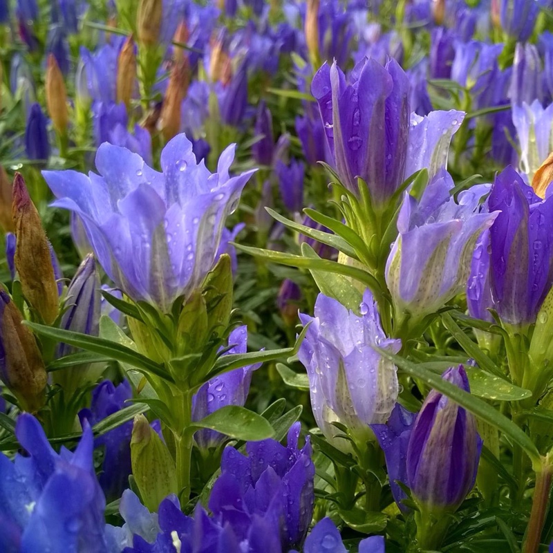 Gentiana acaulis syn. Gentiana kochiana in the GardenTags plant encyclopedia Stemless Gentian in the GardenTags plant encyclopedia