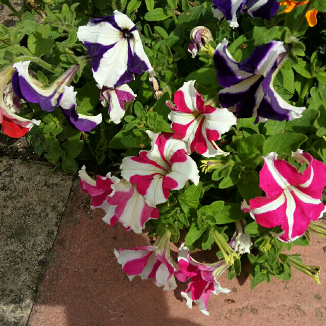 Petunia x hybrida Hot Lips in the GardenTags plant encyclopedia Petunia x hybrida Hot Lips in the GardenTags plant encyclopedia