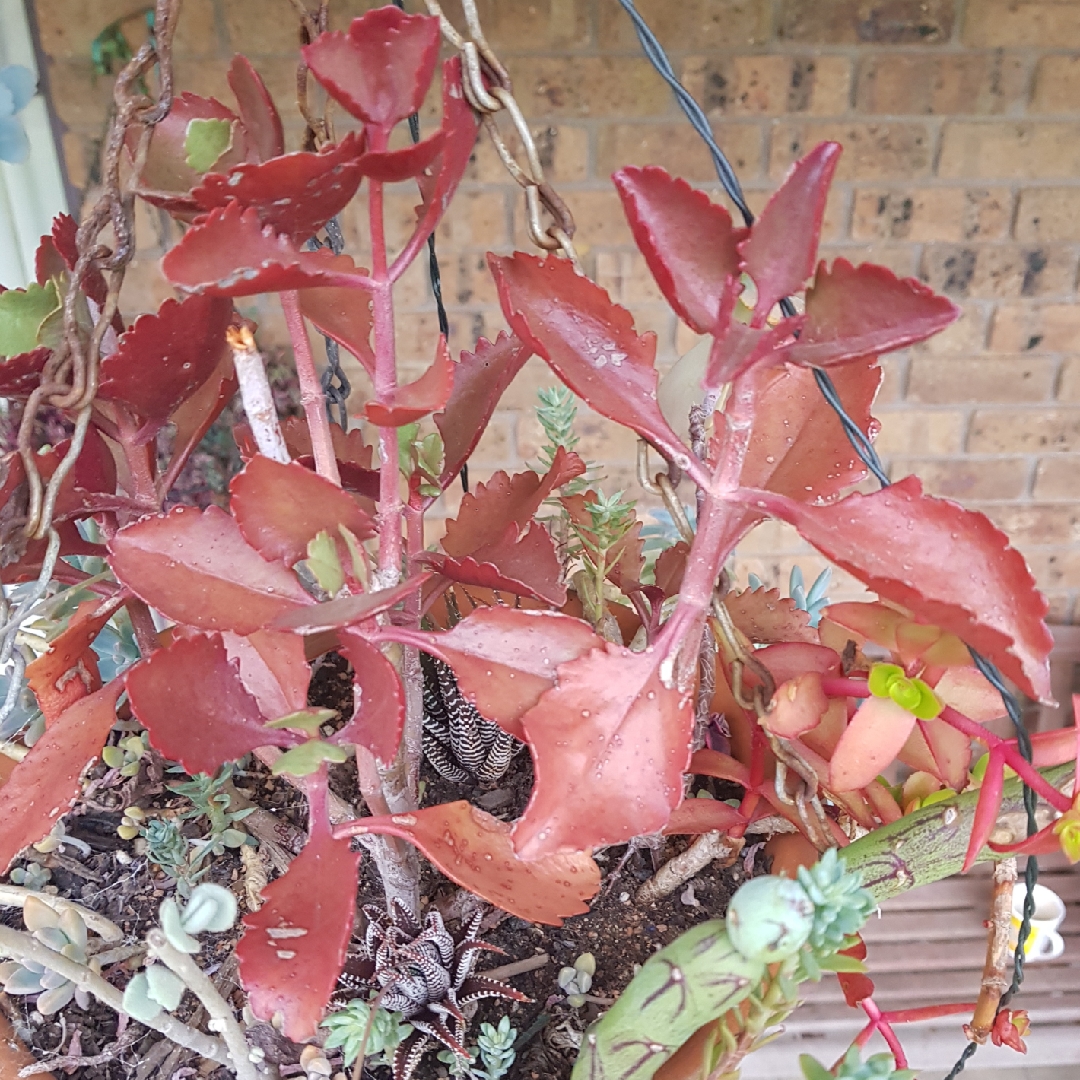 Kalanchoe Sexangularis in the GardenTags plant encyclopedia Red Leaved Kalanchoe in the GardenTags plant encyclopedia