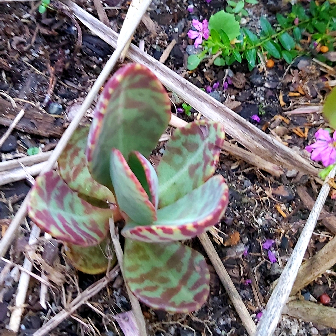 Kalanchoe Marmorata in the GardenTags plant encyclopedia Pen Wiper Plant in the GardenTags plant encyclopedia