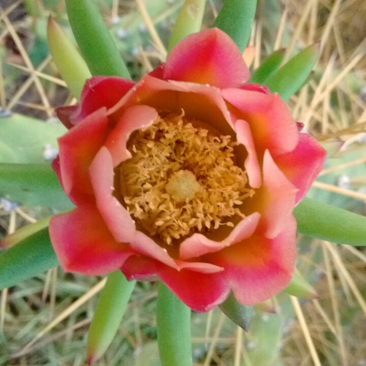Opuntia exaltata in the GardenTags plant encyclopedia Long Spine Cactus in the GardenTags plant encyclopedia