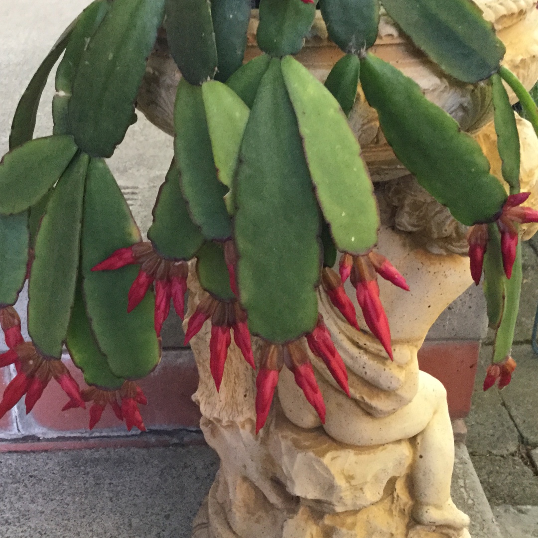 Hatiora Gaetneri Red in the GardenTags plant encyclopedia Spring Cactus Red in the GardenTags plant encyclopedia