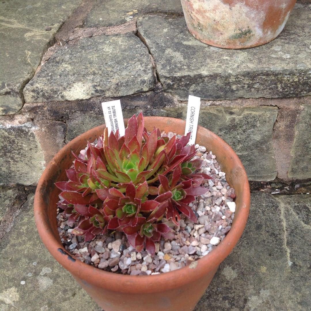 Aeonium Cornish Tribute in the GardenTags plant encyclopedia Aeonium Cornish Tribute in the GardenTags plant encyclopedia