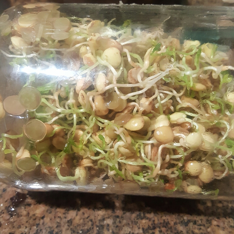 Lens Culinaris in the GardenTags plant encyclopedia Lentil sprouts in the GardenTags plant encyclopedia