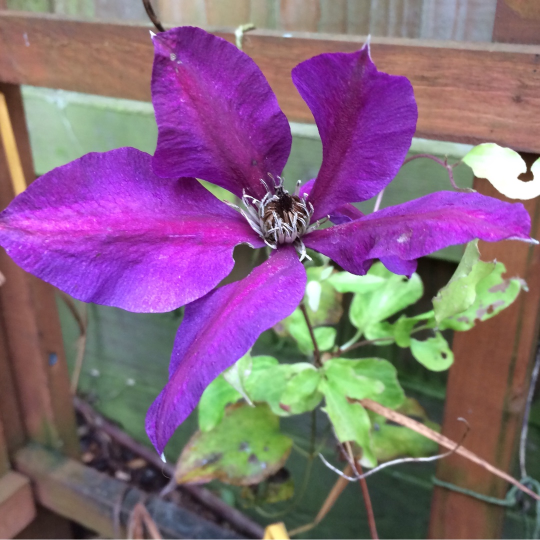 Clematis Vagabond in the GardenTags plant encyclopedia Clematis vagabond in the GardenTags plant encyclopedia