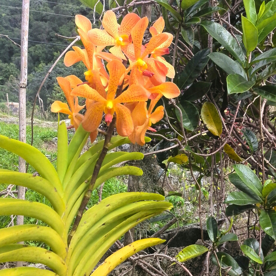 Vanda Orchid Orange syn. Neofinetia falcata in the GardenTags plant encyclopedia Vanda Orchid Orange in the GardenTags plant encyclopedia