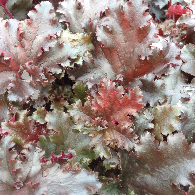 Heuchera Black Taffeta in the GardenTags plant encyclopedia Alumroot Black Taffeta in the GardenTags plant encyclopedia