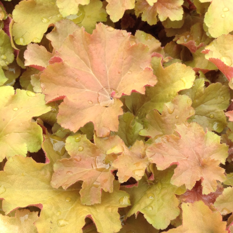 Heuchera Amber Waves in the GardenTags plant encyclopedia Alumroot Amber Waves in the GardenTags plant encyclopedia