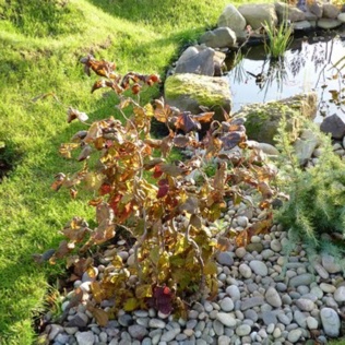 Corylus avellana Red Majestic syn. Corylus avellana Contorta Red Majestic in the GardenTags plant encyclopedia Corkscrew Hazel Red Majestic in the GardenTags plant encyclopedia