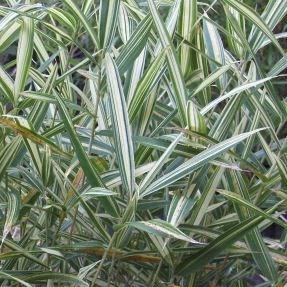 Pleioblastus variegatus Tsuboii in the GardenTags plant encyclopedia Dwarf white-striped bamboo Tsuboii in the GardenTags plant encyclopedia