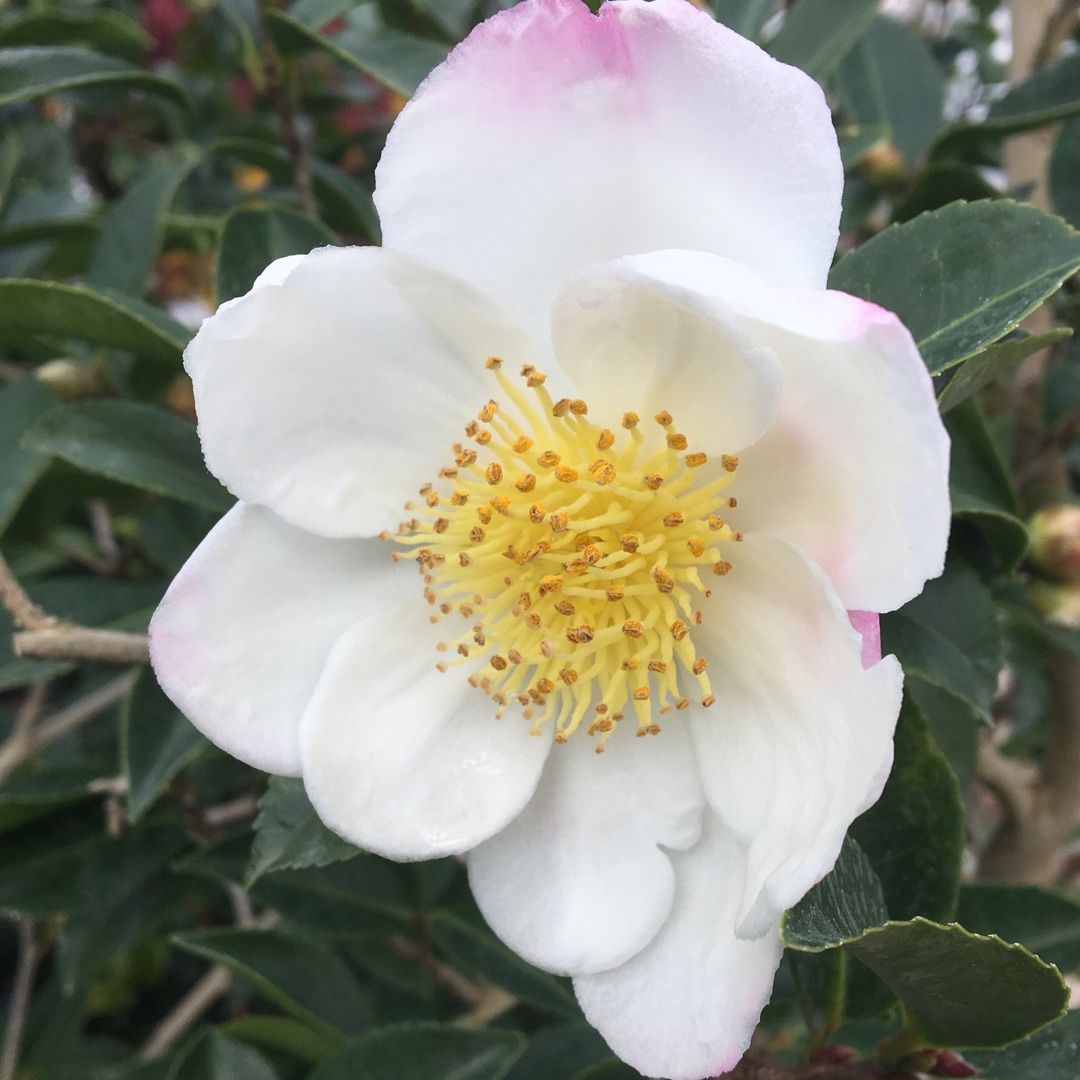 Camellia x williamsii Francis Hanger in the GardenTags plant encyclopedia Camellia Francis Hanger in the GardenTags plant encyclopedia