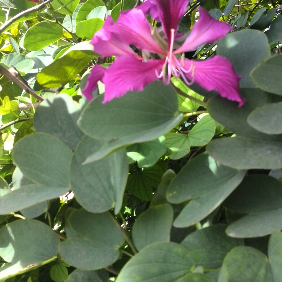 Bauhinia variegata in the GardenTags plant encyclopedia Orchid Tree in the GardenTags plant encyclopedia