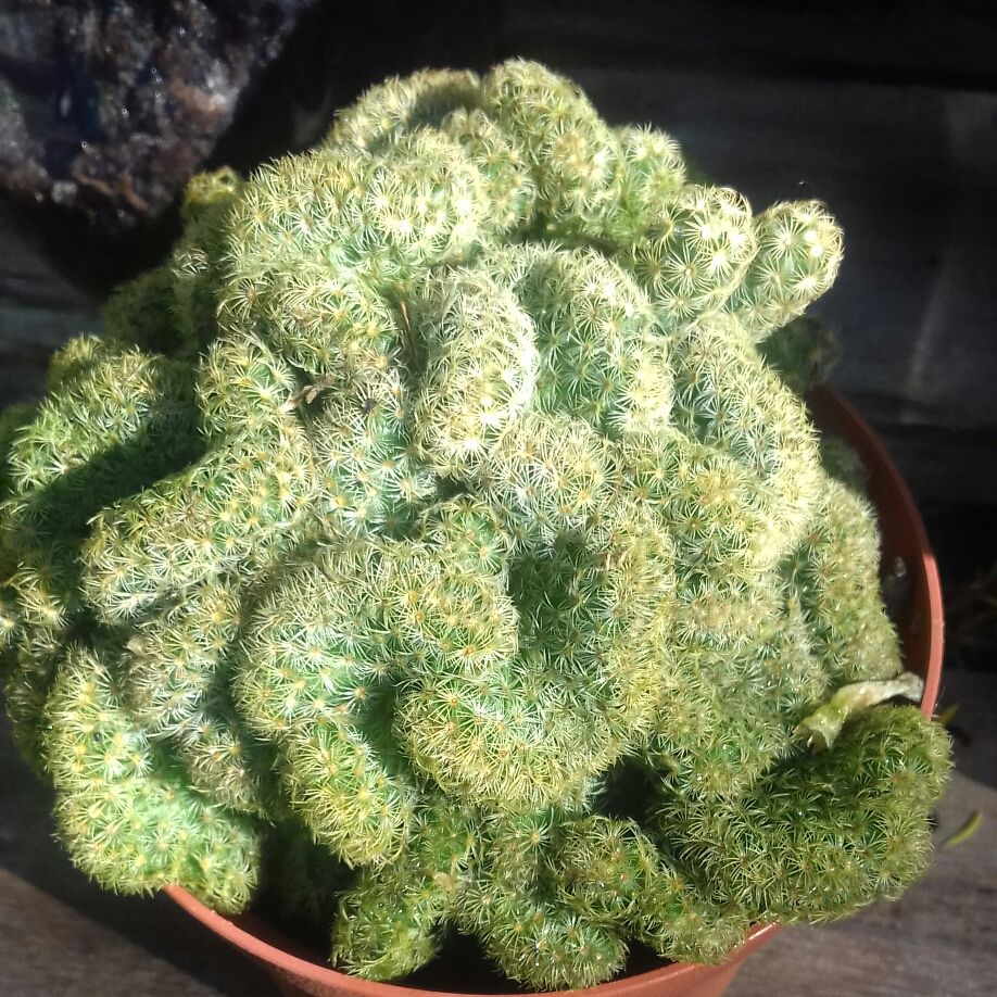 Brain Cactus in the GardenTags plant encyclopedia