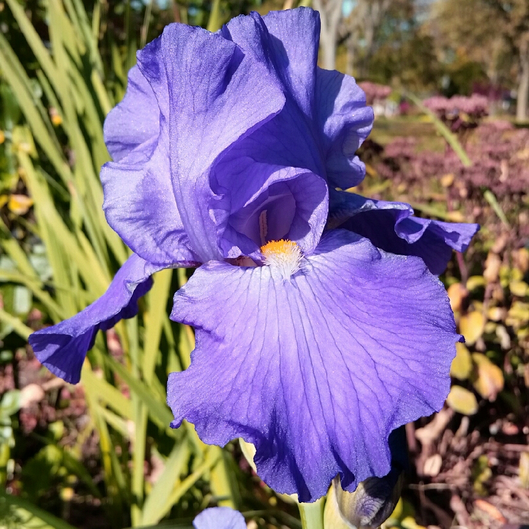 Iris x germanica Feed Back in the GardenTags plant encyclopedia Bearded Iris Feed Back (Tall) in the GardenTags plant encyclopedia