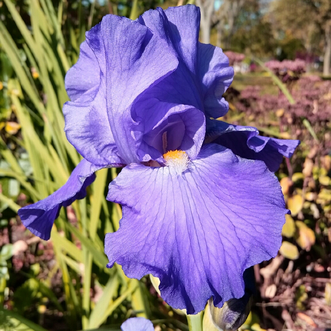 Ирис донат. Ирис германский Iris Germanic. Ирис германский (Iris Germanica). Ирис германский Маттината. Ирис германский Бишопс Роб.