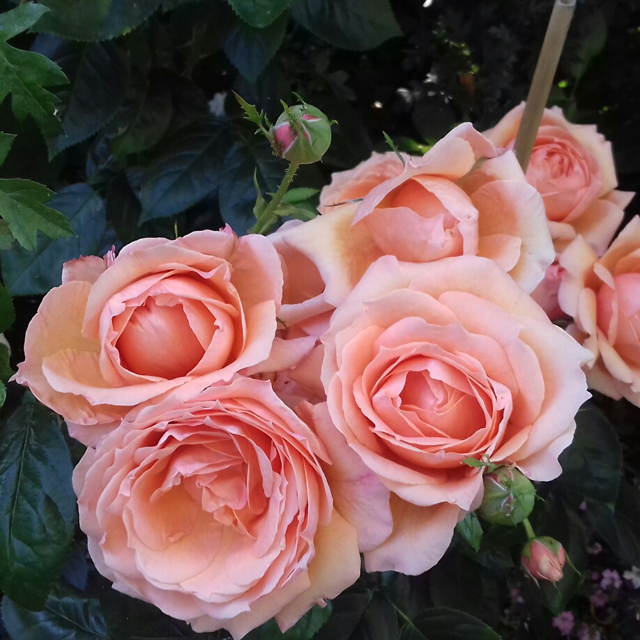 Rose Lady Marmalade in the GardenTags plant encyclopedia