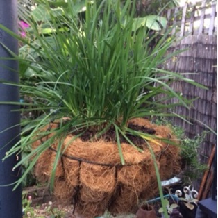 Allium tuberosum in the GardenTags plant encyclopedia Garlic Chives in the GardenTags plant encyclopedia