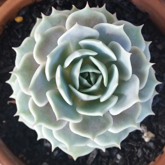 Echeveria Lola in the GardenTags plant encyclopedia