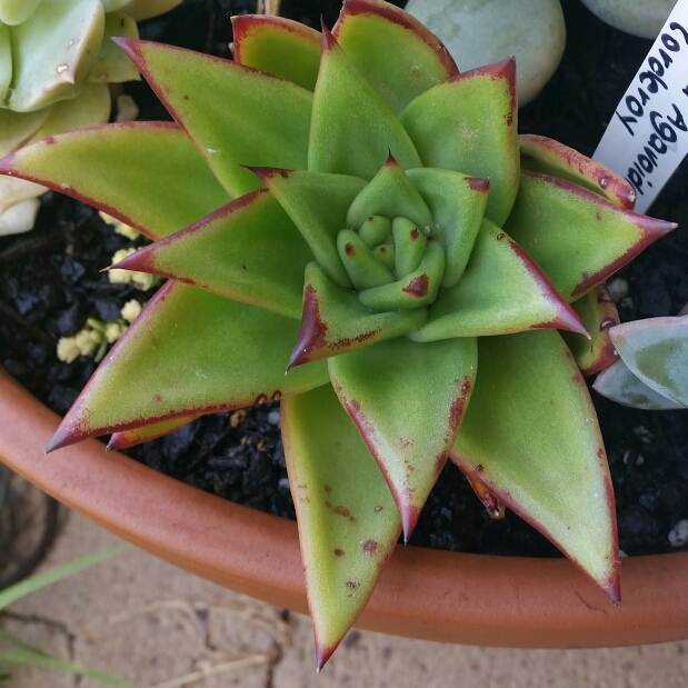 Echeveria Agavoides Corderoyi in the GardenTags plant encyclopedia Echeveria Agavoides Corderoyi in the GardenTags plant encyclopedia