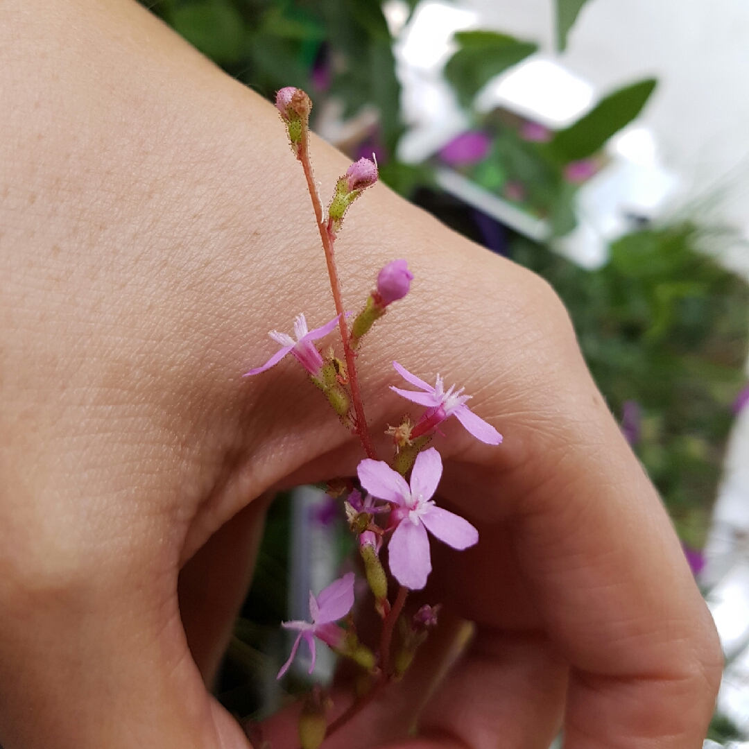 Stylidium graminifolium in the GardenTags plant encyclopedia Grass Triggerplant in the GardenTags plant encyclopedia