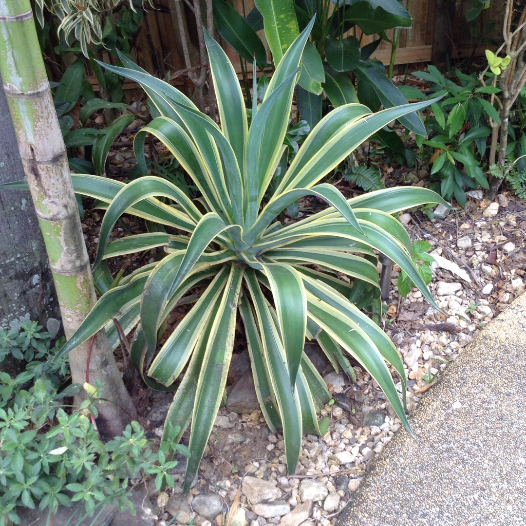 Dwarf Century Plant in the GardenTags plant encyclopedia