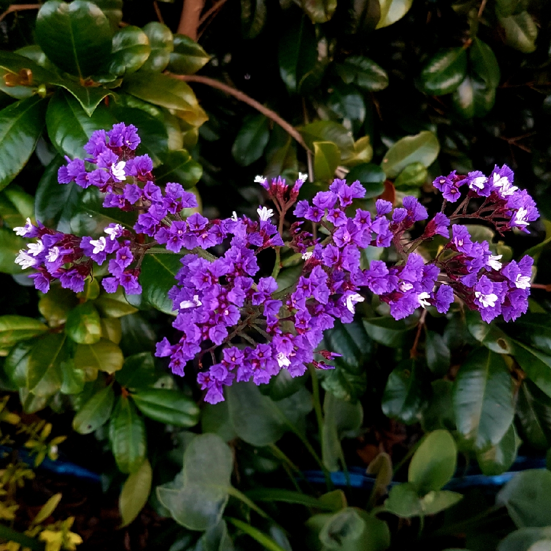 Limonium perezii Blue Seas in the GardenTags plant encyclopedia Sea Lavender Blue Seas in the GardenTags plant encyclopedia
