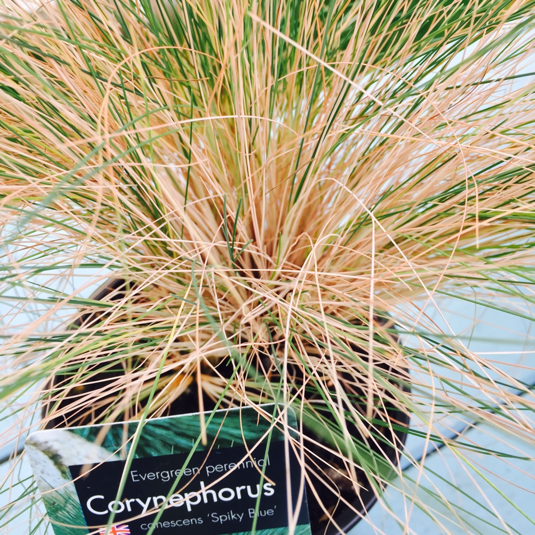 Corynephorus canescens Spiky Blue in the GardenTags plant encyclopedia Grey Hair Grass Spiky Blue in the GardenTags plant encyclopedia