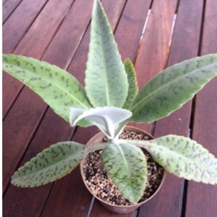 Kalanchoe Donkey Ears in the GardenTags plant encyclopedia