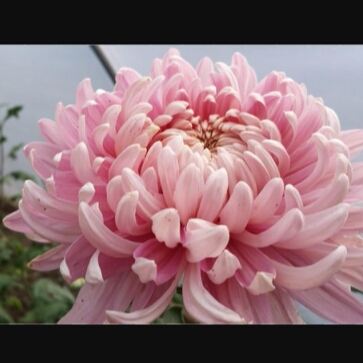 Chrysanthemum Allouise Pink in the GardenTags plant encyclopedia Chysanthemum Allouise Pink in the GardenTags plant encyclopedia
