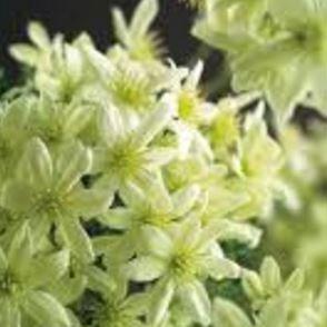 Clematis Pixie in the GardenTags plant encyclopedia Clematis Pixie in the GardenTags plant encyclopedia