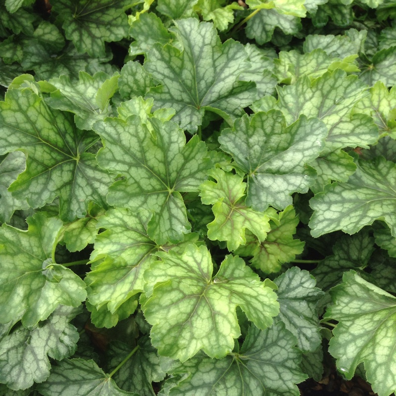 Heuchera Thomas in the GardenTags plant encyclopedia Alumroot Thomas in the GardenTags plant encyclopedia