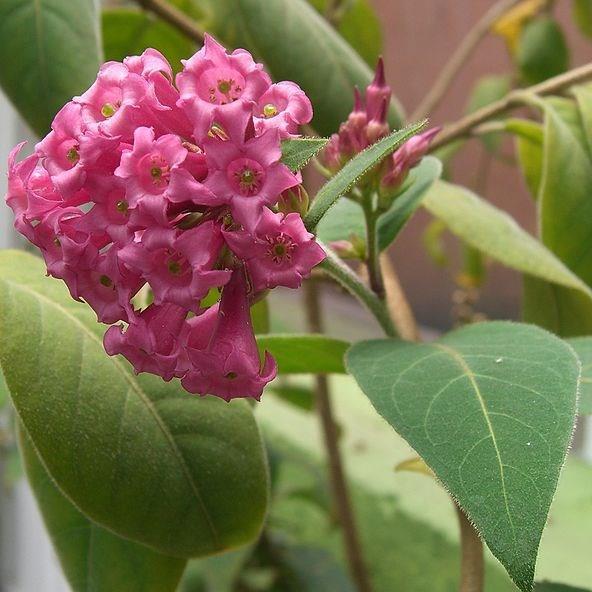 Cestrum Elegans in the GardenTags plant encyclopedia Red Cestrum in the GardenTags plant encyclopedia