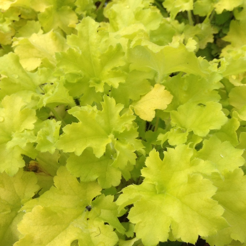 Heuchera Winter Joy in the GardenTags plant encyclopedia Alumroot Winter Joy in the GardenTags plant encyclopedia