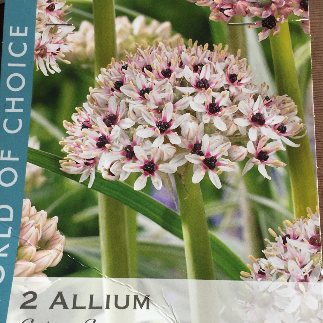 Allium Silver Spring in the GardenTags plant encyclopedia Allium Silver Spring in the GardenTags plant encyclopedia