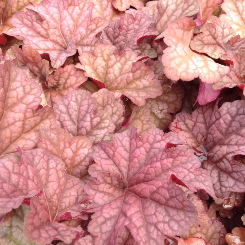 Heuchera Berry Smoothie in the GardenTags plant encyclopedia Alumroot Berry Smoothie in the GardenTags plant encyclopedia