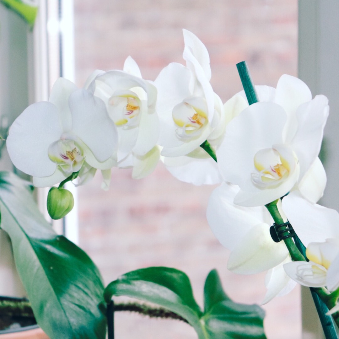 Phalaenopsis Happy Girl in the GardenTags plant encyclopedia Moth Orchid Happy Girl in the GardenTags plant encyclopedia