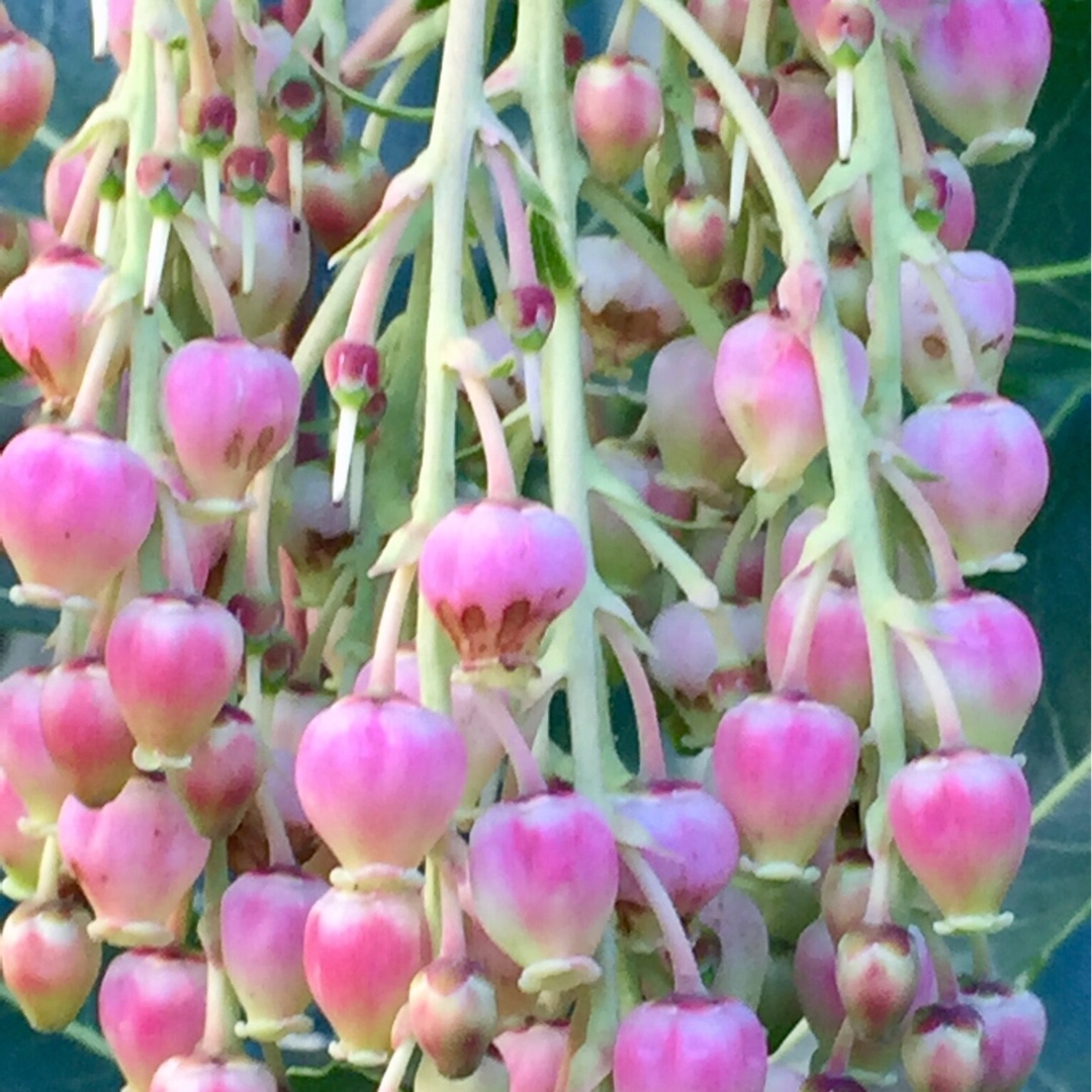 Marina Strawberry tree in the GardenTags plant encyclopedia
