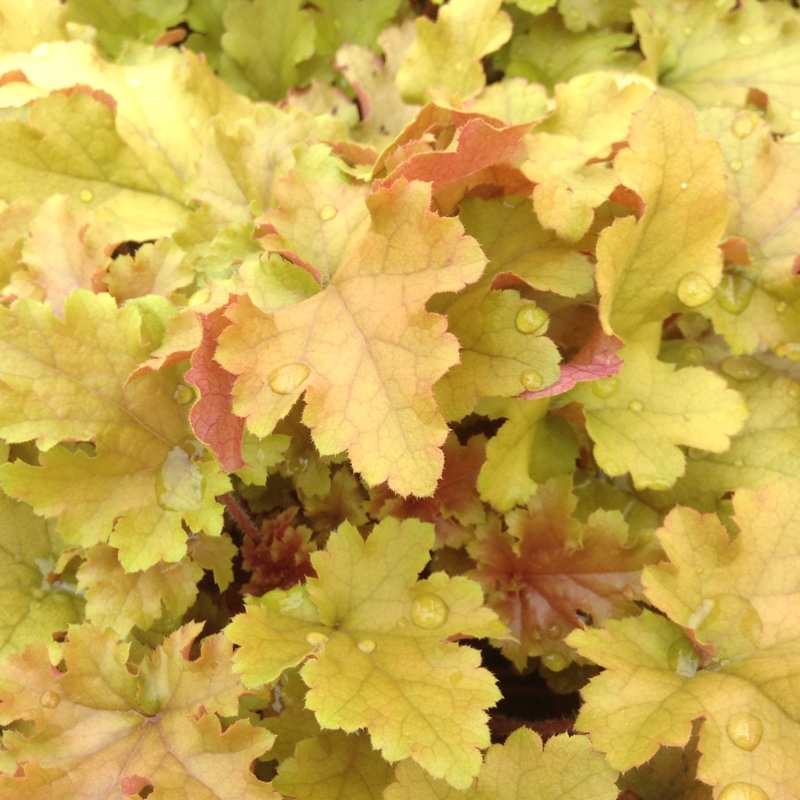 Heuchera Marmalade in the GardenTags plant encyclopedia Alumroot Marmalade in the GardenTags plant encyclopedia