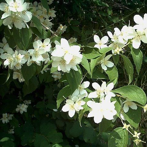 Philadelphus Coronarius in the GardenTags plant encyclopedia Sweet Mock Orange in the GardenTags plant encyclopedia