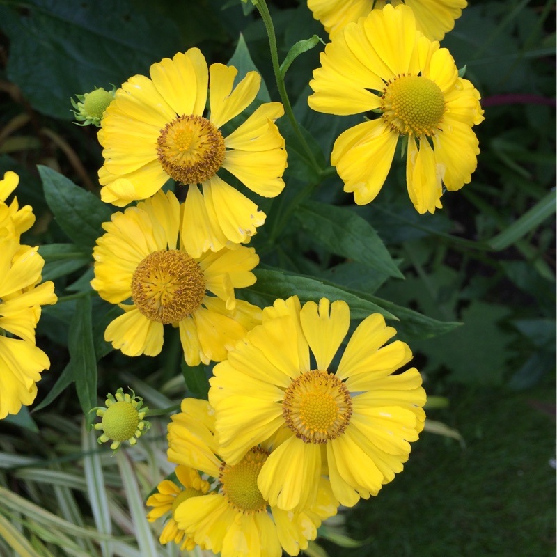 Helenium autumnale Butterpat in the GardenTags plant encyclopedia Sneezeweed Butterpat in the GardenTags plant encyclopedia