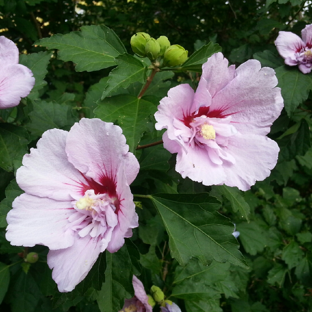 Alyogyne Delightfully Double in the GardenTags plant encyclopedia Native Hibiscus Delightfully Double in the GardenTags plant encyclopedia