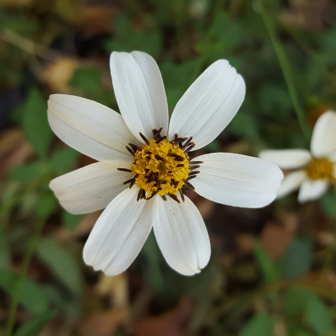 Bidens ferulifolia Pirates Pearl in the GardenTags plant encyclopedia Bidens Pirates Pearl in the GardenTags plant encyclopedia