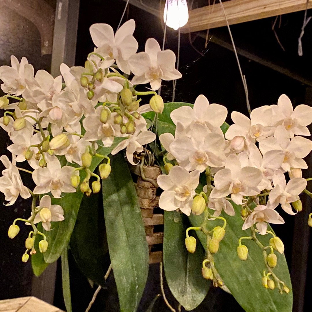 Phalaenopsis Mini Teacup Orchid with White Blooms 