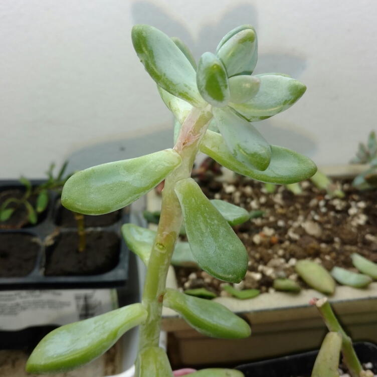 Sedeveria in the GardenTags plant encyclopedia
