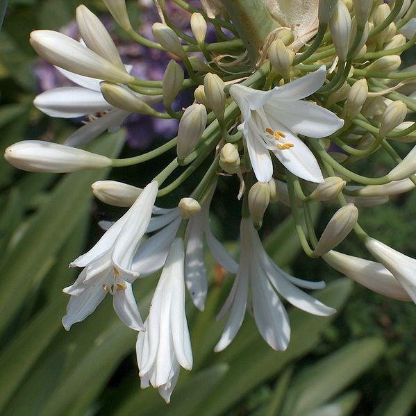 Agapanthus africanus Albus in the GardenTags plant encyclopedia African Lily Albus in the GardenTags plant encyclopedia
