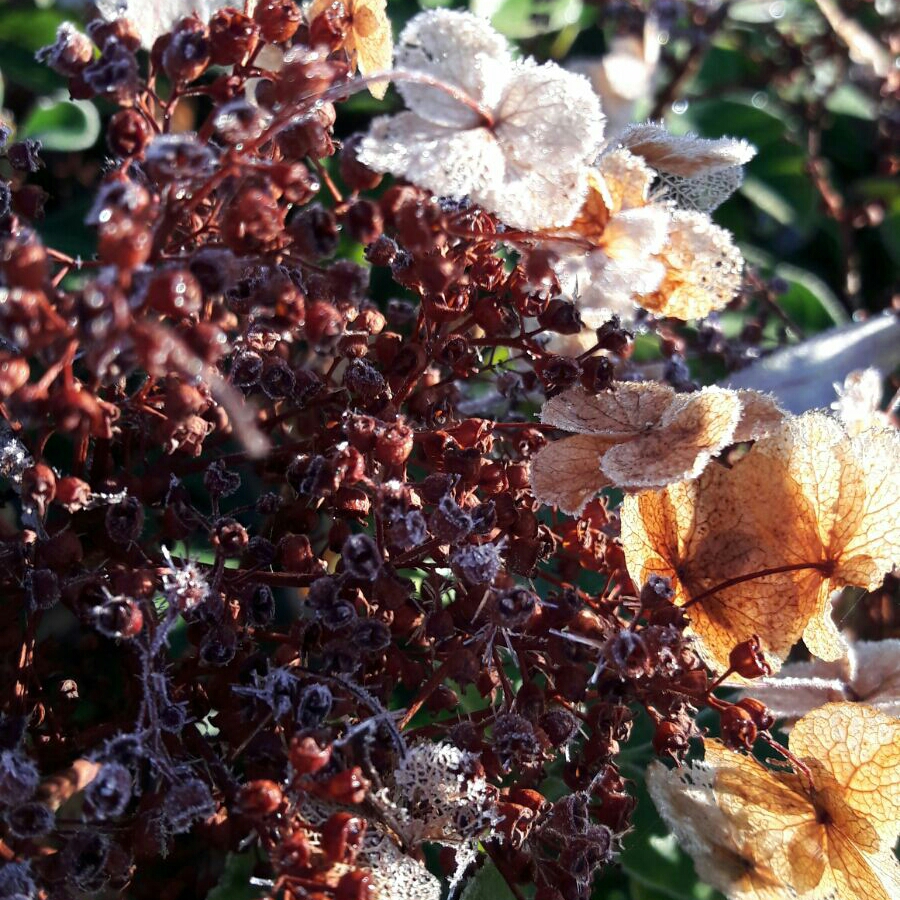 Seemanns Hydrangea in the GardenTags plant encyclopedia