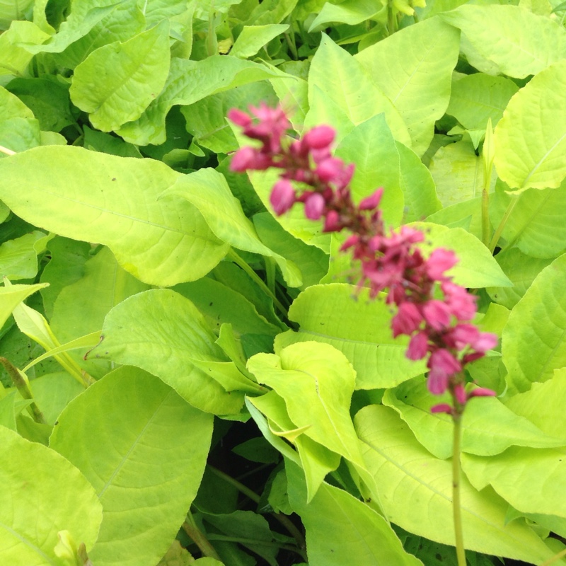 Persicaria amplexicaulis Golden Arrow in the GardenTags plant encyclopedia Golden arrow mountain fleece in the GardenTags plant encyclopedia