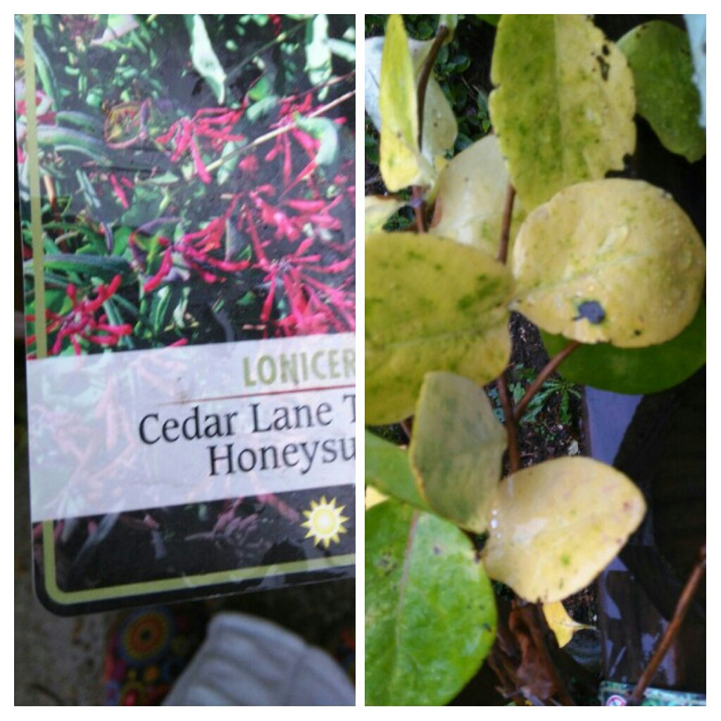 Lonicera sempervirens Cedar Lane in the GardenTags plant encyclopedia Honeysuckle Cedar Lane in the GardenTags plant encyclopedia
