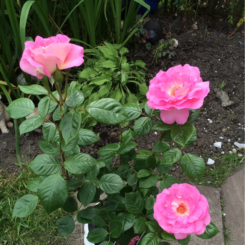 Rosa Cliff Richard in the GardenTags plant encyclopedia Rose Cliff Richard in the GardenTags plant encyclopedia
